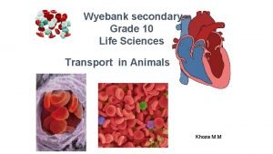 Type of blood system that has blood vessels and haemocoels