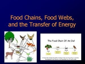 Food Chains Food Webs and the Transfer of