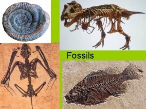 Fossils Fossils Fossils the preserved remains or evidence