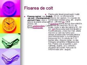 Floarea de colt Planta este lnattomentoas nalt de