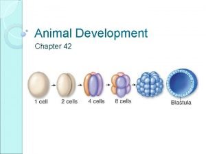 Animal Development Chapter 42 Principles of Animal Development