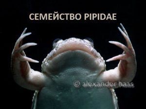 Xenopus borealis