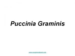 Puccinia graminis classification