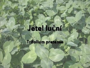 Jetel lun Trifolium pratense Hospodsk vznam jetele Zelen