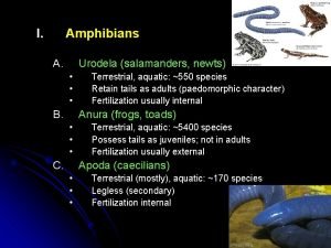 I Amphibians A Urodela salamanders newts B Terrestrial