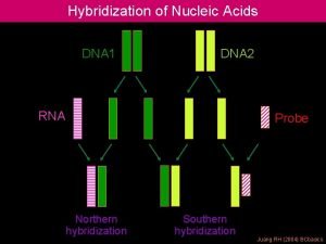Hybridization of Nucleic Acids DNA 1 DNA 2