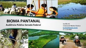 Pantanal avi