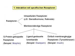 1 Interaktion mit spezifischen Rezeptoren Intrazellulre Rezeptoren z