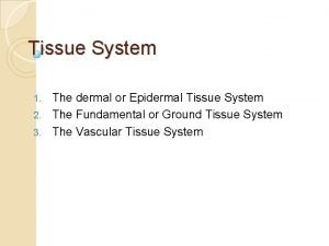 Dermal or epidermal tissue system Dermal or epidermal tissue system