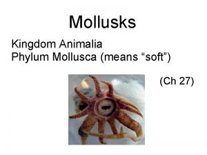 Mollusks Kingdom Animalia Phylum Mollusca means soft Ch