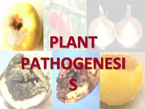 Pathogenesis steps