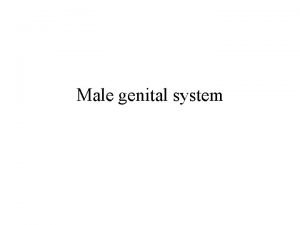 Male genital system MALE GENITAL SYSTEM PENIS SCROTUM
