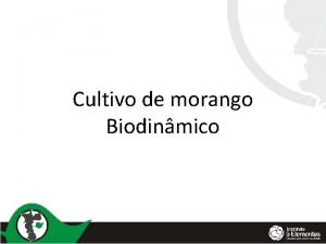 Cultivo de morango Biodinmico Origem O morango originrio