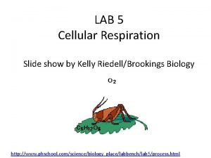 Lab bench cellular respiration