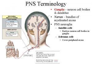 Ganglion peripheral nervous system
