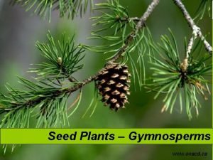 Seed Plants Gymnosperms www onacd ca SubPhylum Spermosida