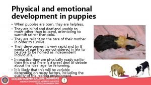 Physical and emotional development in puppies When puppies