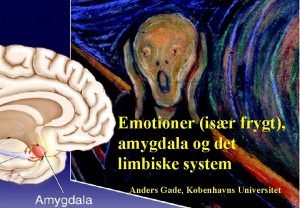 Emotioner isr frygt amygdala og det limbiske system