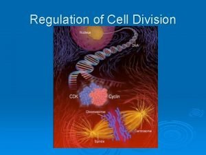 Regulation of Cell Division Frequency of cell division