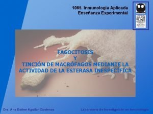 1065 Inmunologa Aplicada Enseanza Experimental FAGOCITOSIS Y TINCIN