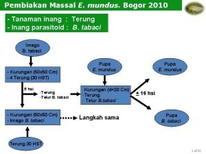 Pembiakan Massal E mundus Bogor 2010 Tanaman inang