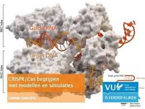 CRISPRCas begrijpen met modellen en simulaties CASPAR GERAEDTS