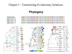 Chapter 5 Determining Evolutionary Relations Phylogeny Outgroup Species
