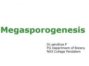 Megasporogenesis pada tumbuhan angiospermae