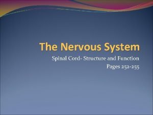 The Nervous System Spinal Cord Structure and Function