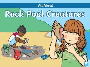 Rock pool creatures