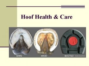 Hoof Health Care AGR 364 Introduction n How