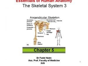Essentials of Human Anatomy The Skeletal System 3