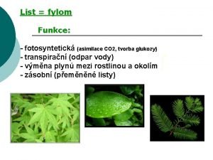 List fylom Funkce fotosyntetick asimilace CO 2 tvorba