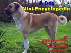 A Dog MiniEncyclopedia by Olga Stepanova Chadukassinskaya Main