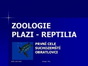 ZOOLOGIE PLAZI REPTILIA PRVN CELE SUCHOZEMT OBRATLOVCI SOS