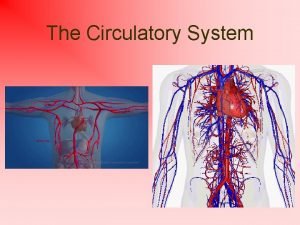 The Circulatory System Function Transports nutrients wastes Contains