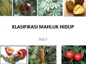 KLASIFIKASI MAHLUK HIDUP Bag 3 Lili Andajani S