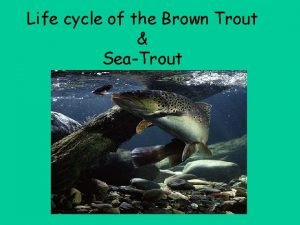 Life cycle of a brown trout