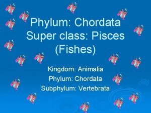 Phylum Chordata Super class Pisces Fishes Kingdom Animalia