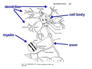 dendrites cell body myelin axon dendrites conduct electrical