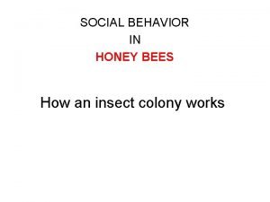 SOCIAL BEHAVIOR IN HONEY BEES How an insect