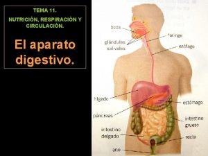 TEMA 11 NUTRICIN RESPIRACIN Y CIRCULACIN El aparato