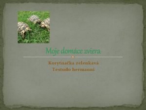 Moje domce zviera Korytnaka zelenkav Testudo hermanni Korytnaka