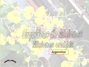 Argentina ORQUDEAS Nativas de MISIONES En un mundo