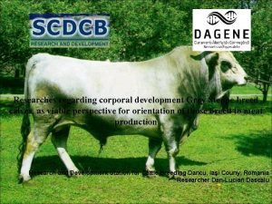 Researches regarding corporal development Grey Steppe breed calves