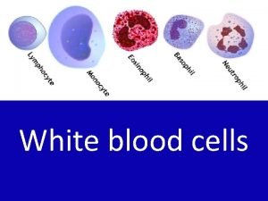 White blood cells White blood cellWBCLeucocytesstructural classification Normal