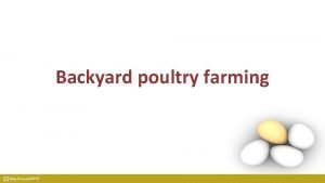 Backyard poultry farming Backyard poultry farming Preparation of