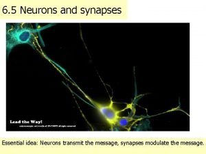 6 5 Neurons and synapses Essential idea Neurons