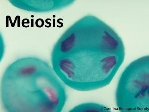2n=2 meiosis