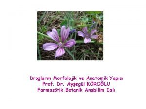 Droglarn Morfolojik ve Anatomik Yaps Prof Dr Ayegl